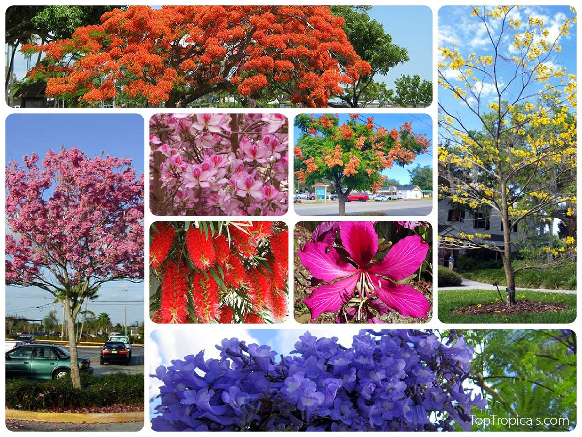 How Ancient Cultures Used Winter Flowers to Celebrate Rebirth and Hope